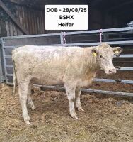 14MO BEEF SHORTHORN X HEIFER - 4