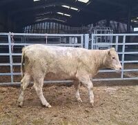 14MO BEEF SHORTHORN X HEIFER - 5