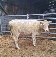 14MO BEEF SHORTHORN X HEIFER - 6