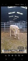 14MO BEEF SHORTHORN X HEIFER - 8