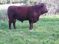20MO PEDIGREE DEVON BULL - 2