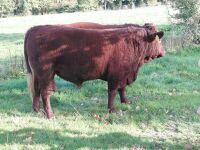 20MO PEDIGREE DEVON BULL - 3