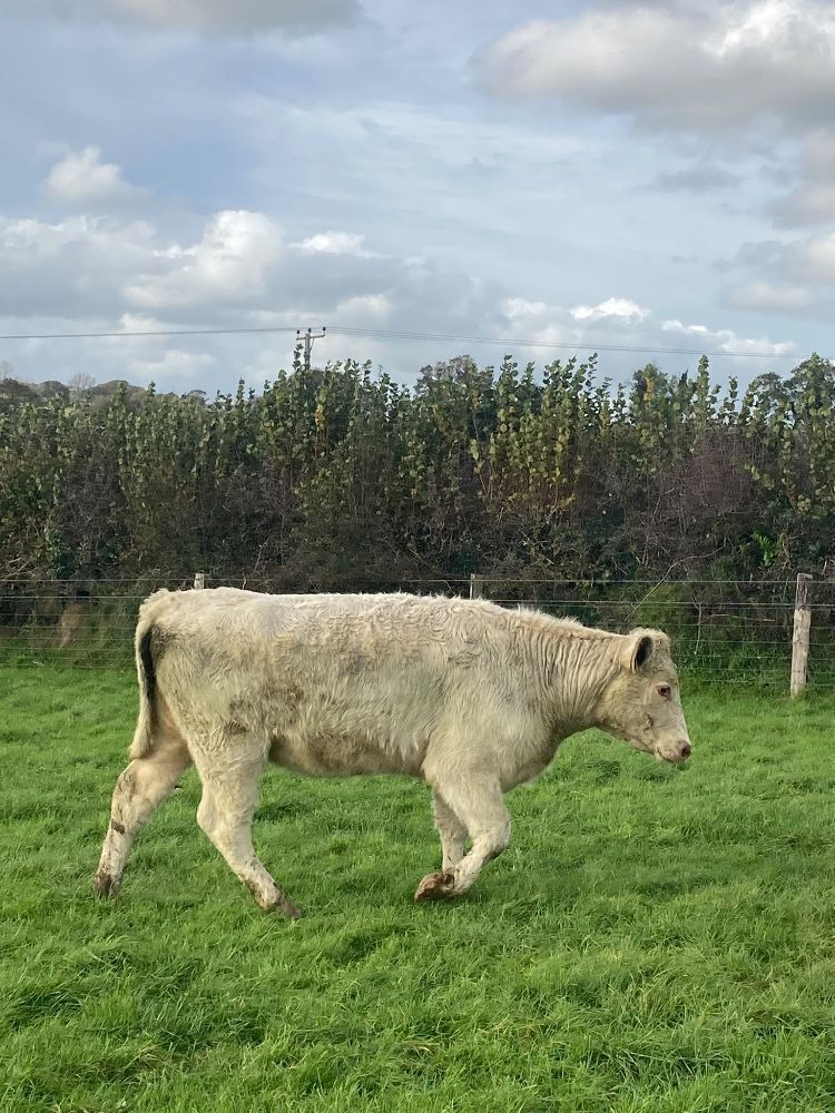 14MO BEEF SHORTHORN X HEIFER