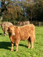 3 X 12-13MO CHAROLAIS X STEERS - BIDS PER LIFE