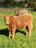 3 X 12-13MO CHAROLAIS X STEERS - BIDS PER LIFE - 3