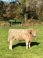 3 X 12-13MO CHAROLAIS X STEERS - BIDS PER LIFE - 4