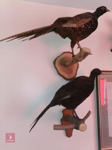 PAIR OF MENALISTIC PHEASANTS