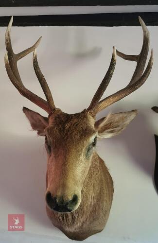 EXMOOR RED STAG SHOULDER MOUNT