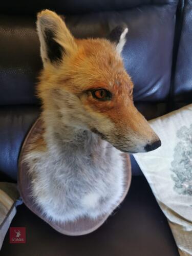 RED FOX SHOULDER ON WOODEN SHEILD