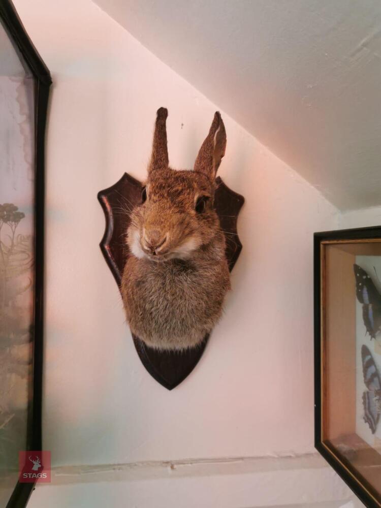 RABBIT SHOULDER MOUNT ON SHIELD
