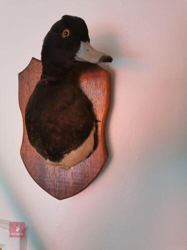 GOLDEN EYE DRAKE SHOULDER ON SHIELD