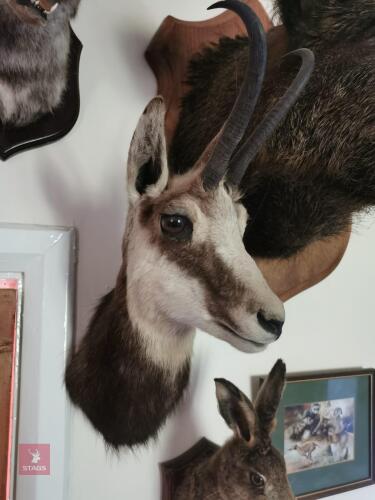 CHAMOIS SHOULDER MOUNT
