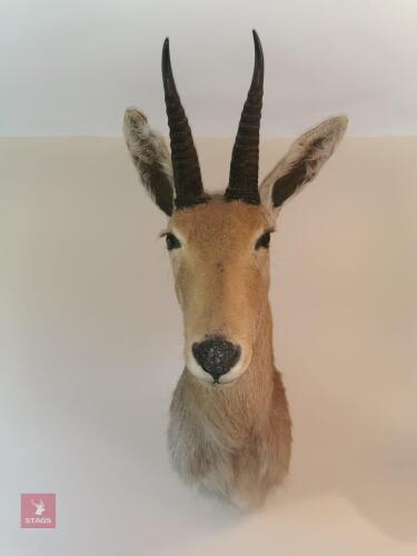 REEDBUCK SHOULDER MOUNT