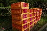 26 MONDIAL PLASTIC POULTRY CRATES - 4