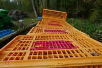10 PLASTIC POULTRY/GAMEBIRD CRATES - 4