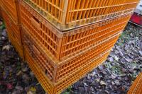 10 PLASTIC POULTRY/GAMEBIRD CRATES - 3