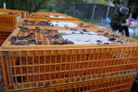 10 PLASTIC POULTRY/GAMEBIRD CRATES - 4