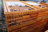 10 PLASTIC POULTRY/GAMEBIRD CRATES - 5