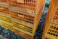 10 PLASTIC POULTRY/GAMEBIRD CRATES - 2