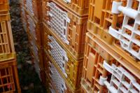 10 PLASTIC POULTRY/GAMEBIRD CRATES - 3