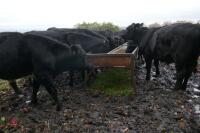 16 ANGUS STEERS (BIDDING PER HEAD) - 4