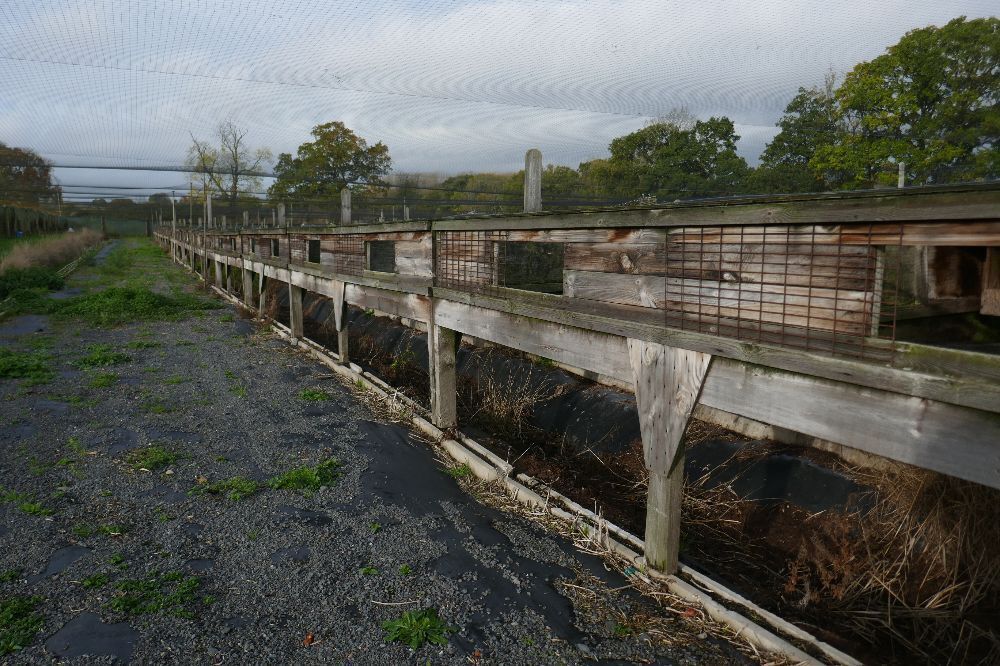ADVERT - RAISED PHEASANT LAYING UNITS (Postponed)