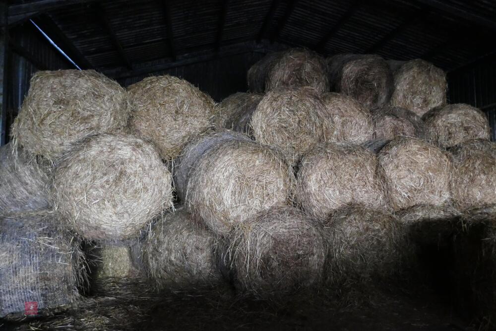 60 ROUND BALES OF COVER CROP