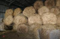 60 ROUND BALES OF COVER CROP - 3
