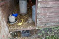 WOODEN CHICKEN HOUSE ON METAL FRAME - 3