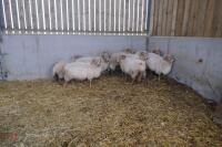 9 FULL MOUTH PORTLAND BREEDING EWES - 5