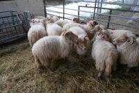 11 YOUNG PORTLAND BREEDING EWES/LAMBS - 2