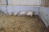 5 PORTLAND WETHERS - 4