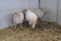 5 PORTLAND WETHERS - 5