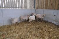 5 PORTLAND WETHERS - 6