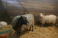2 GOTLAND X EWES (BIDS PER HEAD) - 4
