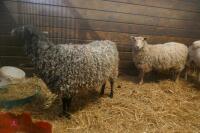 2 GOTLAND X EWES (BIDS PER HEAD) - 5