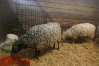 2 GOTLAND X EWES (BIDS PER HEAD) - 7