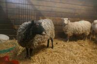 2 GOTLAND X EWES (BIDS PER HEAD) - 8