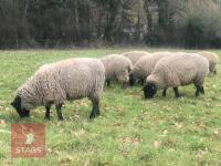 7 SUFFOLK X GIMMERS (EWE LAMBS) (BIDS PER LIFE) - 3