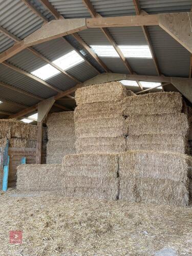 24 X SQUARE BALES OF OAT STRAW (BIDS PER BALE)