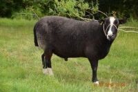 FEISTY 3 YEAR OLD ZWARTBLE RAM