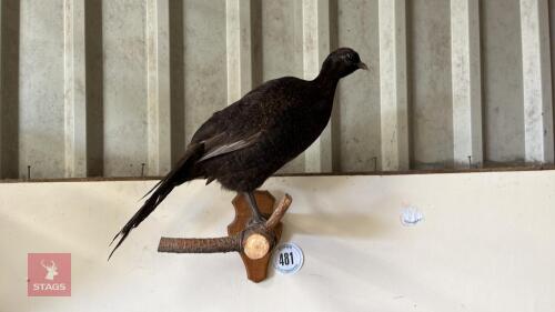 BLACK PHEASANT TAXIDERMY (WALL MOUNTED)