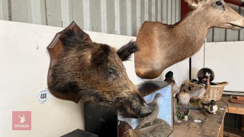 WILD BOAR HEAD TAXIDERMY