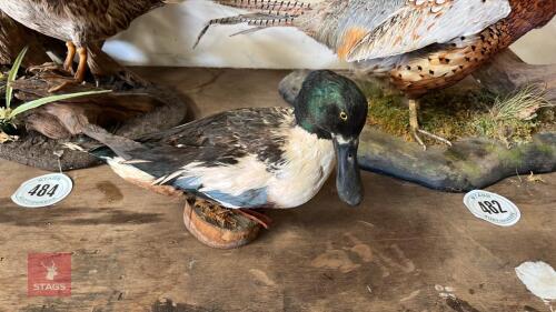 SHOVELER DUCK TAXIDERMY