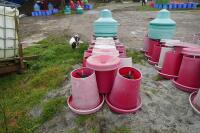 21 RED MANOLA FEEDERS - 12
