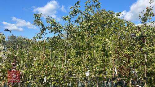 4 MALUS EVERESTE TREES