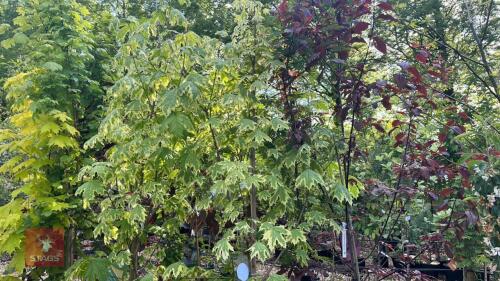 4 MIXED ORNAMENTAL TREES