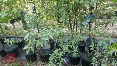5 ELAEGNUS QUICKSILVER TREES
