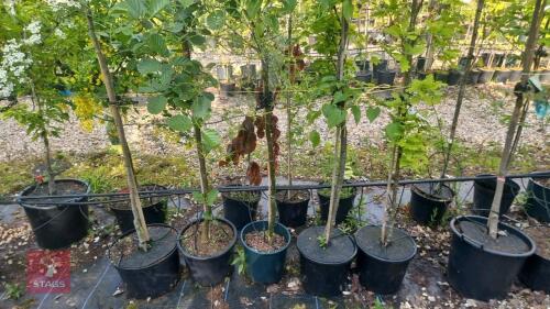 5 MIXED ORNAMENTAL TREES