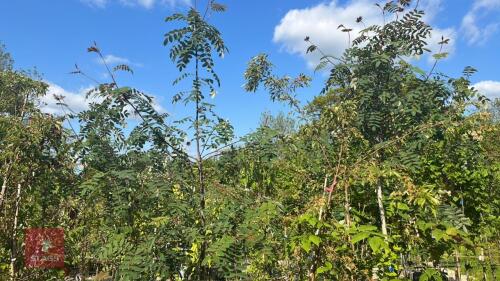 5 MIXED ORNAMENTAL TREES